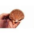 thumbnail image 3 of Set of 6 Beautiful Mexican Flat Scallops Shells Seashells (about 3") Beach Wedding Nautical Crafts Coastal Decor, 3 of 5