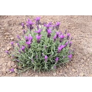 100 FRENCH LAVENDER aka Butterfly Lavender, Spanish, Topped Lavandula Stoechas Fragrant Blue Purple Flower Herb Seeds