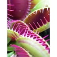 thumbnail image 2 of Carnivorous Plant Wall Mural by Wallmonkeys Peel and Stick Graphic (24 in H x 18 in W) WM106593, 2 of 4