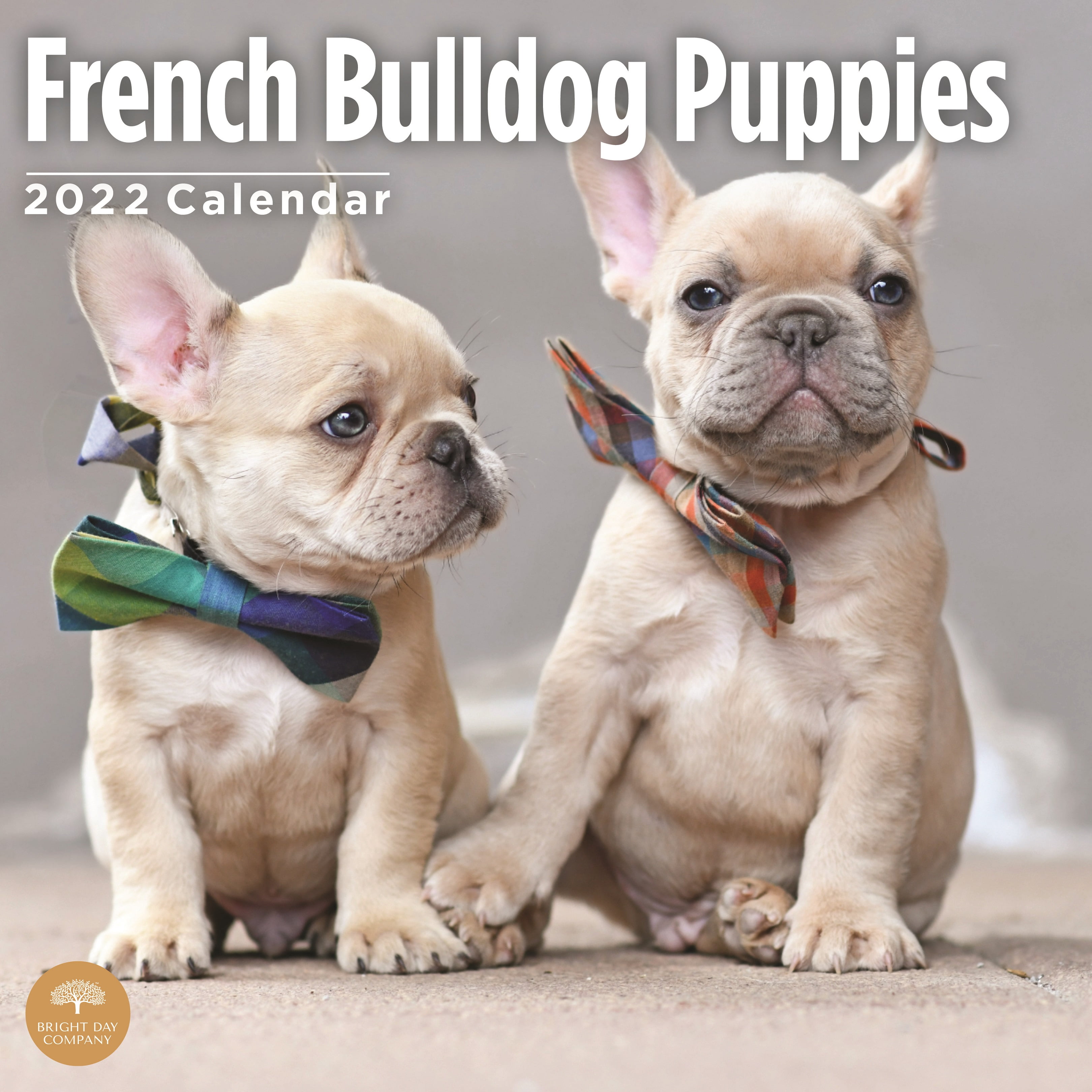 2022 French Bulldog Puppies Wall Calendar By Bright Day, 12 X 12 Inch - Walmart.com