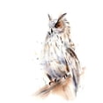thumbnail image 2 of Shefranov, Olga 12x14 Gold Ornate Wood Framed with Double Matting Museum Art Print Titled - Owl, 2 of 4