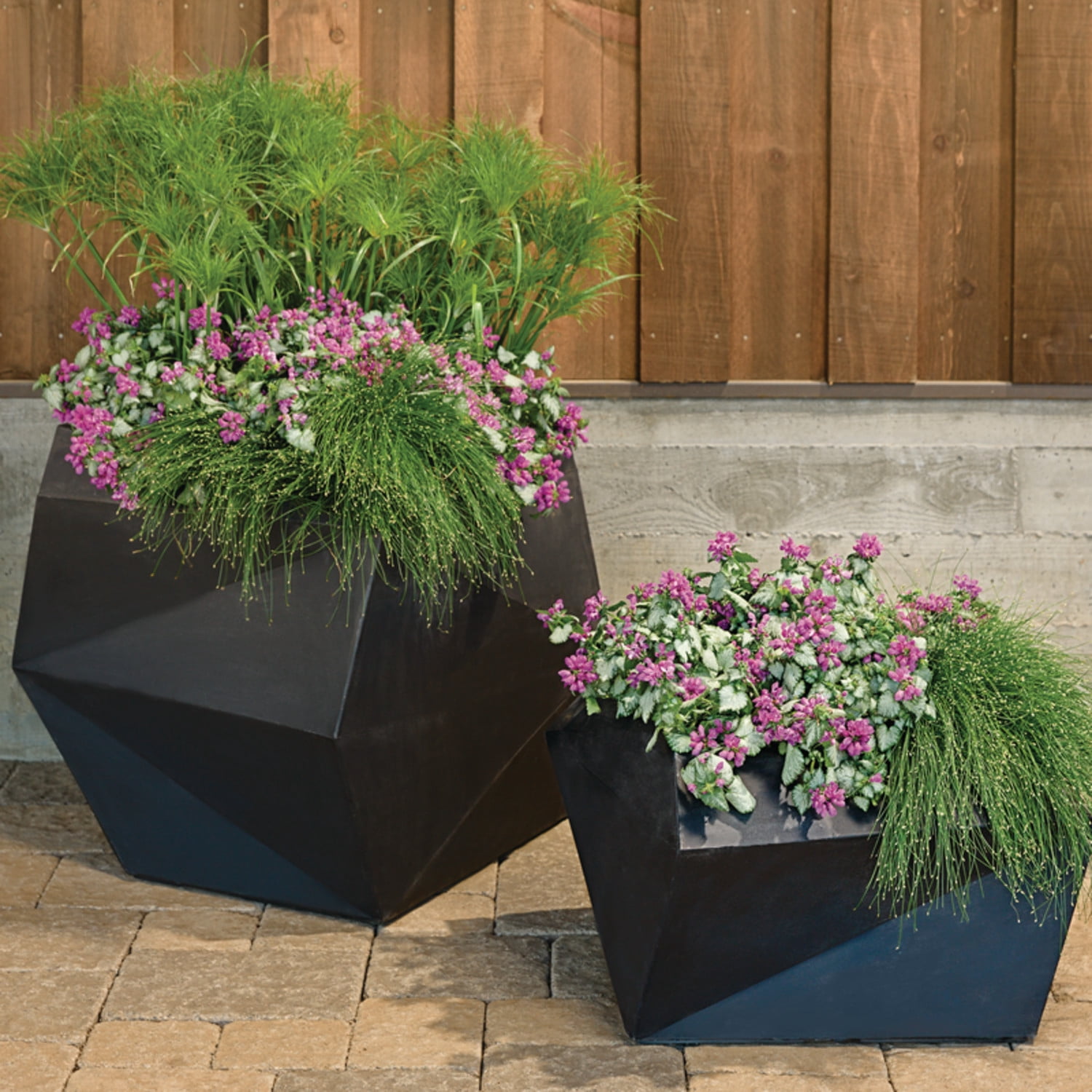 Proven Winners 5" Purple Chablis Dead Nettle Live Plant in 4.5" Pot (4 Count)