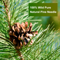 thumbnail image 2 of Pine Needle supplement 3g/bag - 100% Pure Natural Dried Pine Needles, Effectively Antioxidant & Immune Support, Caffeine Free - Rich In Vitamin & Antioxidants,2 PACK, 2 of 7