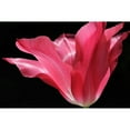 thumbnail image 3 of Schell, Jennie Marie 18x13 Black Modern Framed Museum Art Print Titled - Pink Star Tulip Flower, 3 of 5
