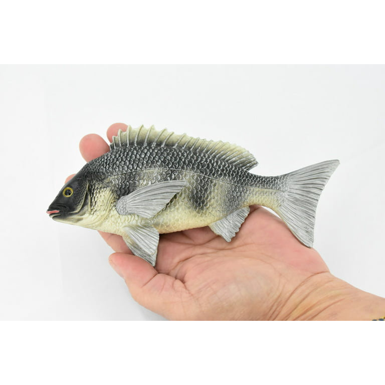 Fish, Tilapia, Nile Perch, Museum Quality, Hand Painted, Rubber Fish,  Realistic Toy Figure, Model, Replica, Kids, Educational, Gift, 7 CH311  BB130
