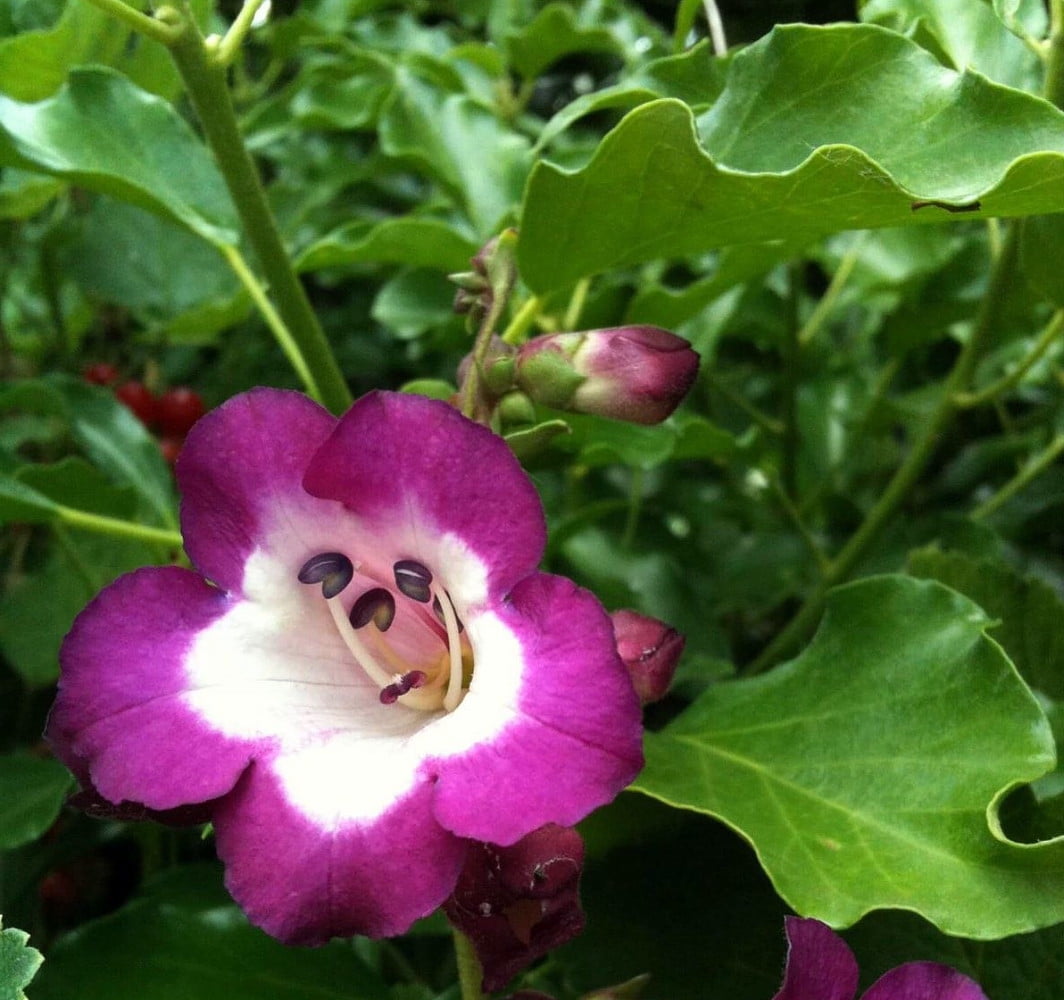 Polaris Purple Bearded Tongue Perennial Penstemon Live