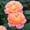 Champagne, variant on Premium Perennial - Rose Roots for Planting - Low Maintenance - Ideal for Garden Borders, Plant Hangers