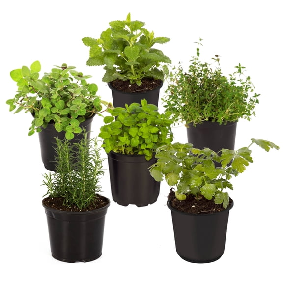 The Three Company 6" Assorted Herbs Live Plants in 1 Pint Pots (6 Count)