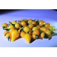 thumbnail image 2 of 25 Seeds YELLOW BIQUINHO PEPPER Brazilian Chupetinho Capsicum Chinense Small Citrusy Sweet Semi Hot Chile Sweety Drop Vegetable Seeds, 2 of 6