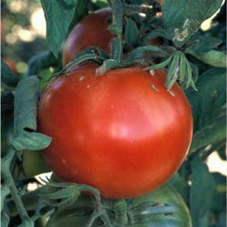 Tomato Bonny Best Great Garden Heirloom Vegetable By Seed Kingdom BULK 2,000 (Best Food For Vegetable Garden)