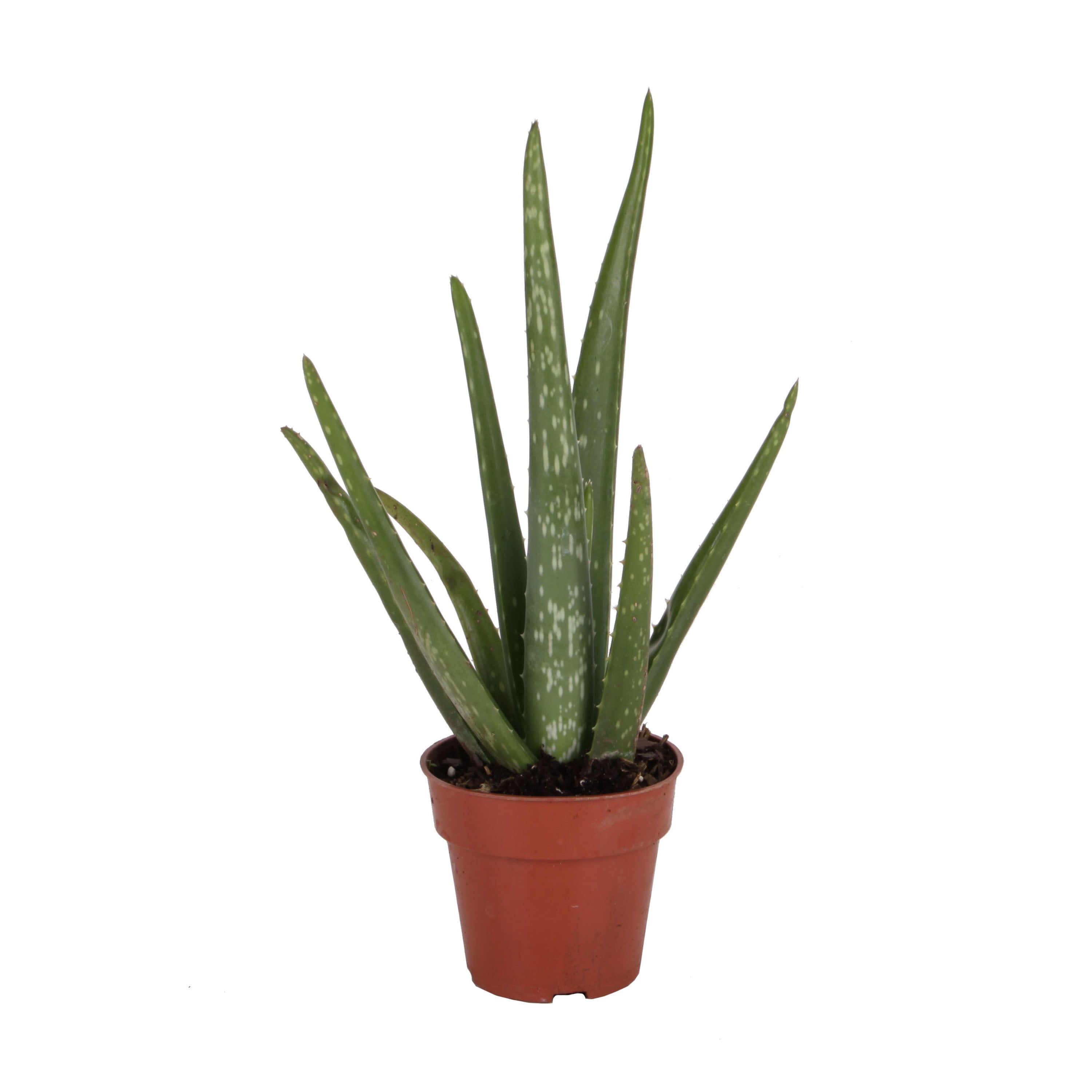 Costa Farms Aloe Vera 4IN