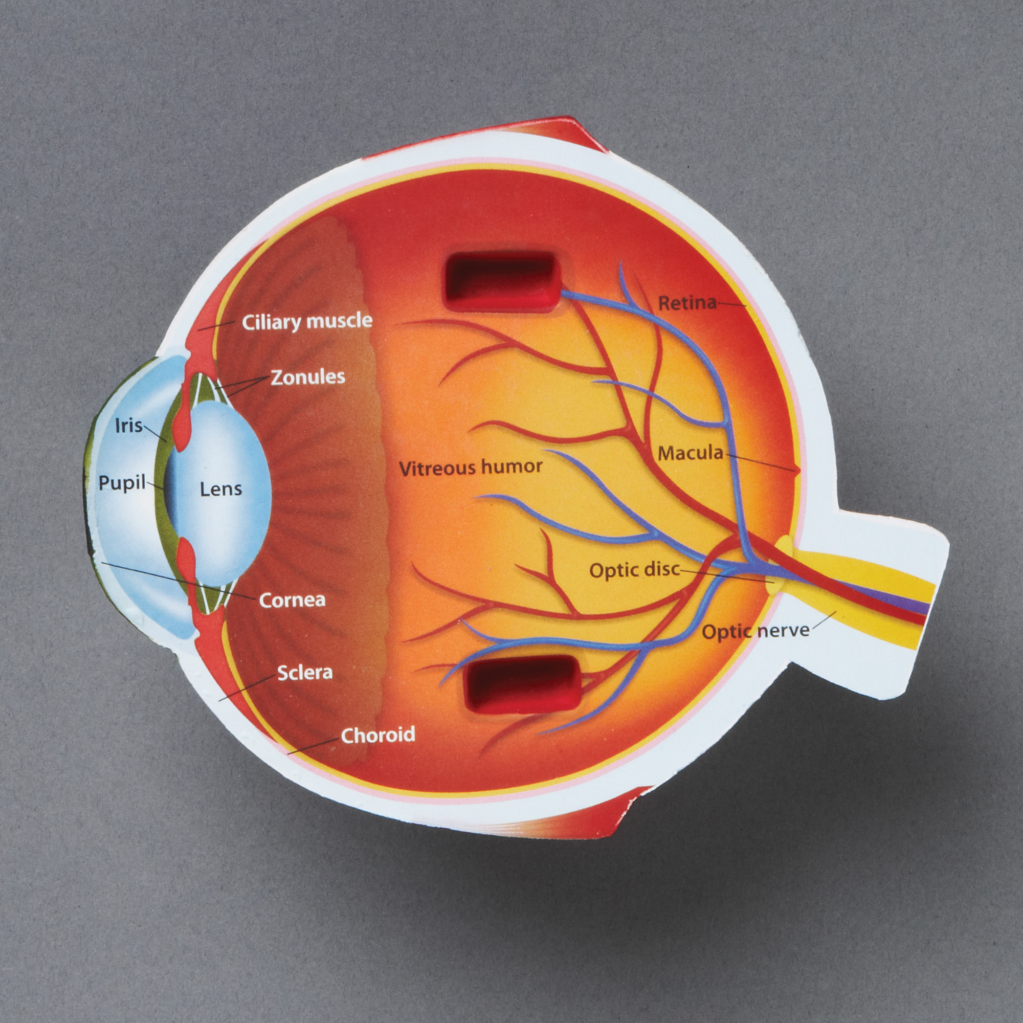 Learning Resources Soft Foam Cross-Section Eye Model, Science Set for Kids, Ages 7+