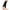2 Pairs Black, variant on AMZAM Calf Compression Sleeves for Men and Women, (2 Pairs), Beige 4X-Large