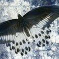 thumbnail image 3 of Allen, Kimberly 15x15 Black Modern Framed Museum Art Print Titled - Butterfly Blues 1, 3 of 5