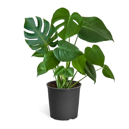 Monstera (Swiss Cheese Plant) - Cannot Ship to AZ