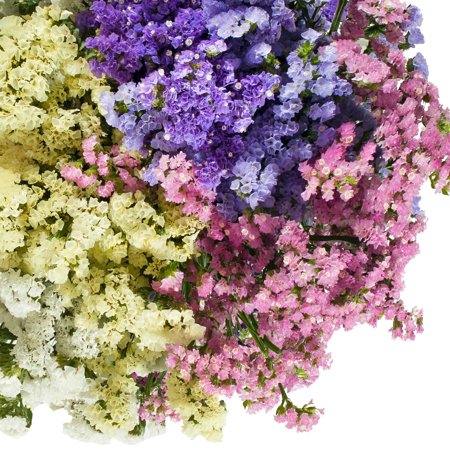 Assorted Colors Statice – Farm Direct Fresh Cut Flowers – 200 Stems Assorted Colors Statice – Farm Direct Fresh Cut Flowers – 200 Stems