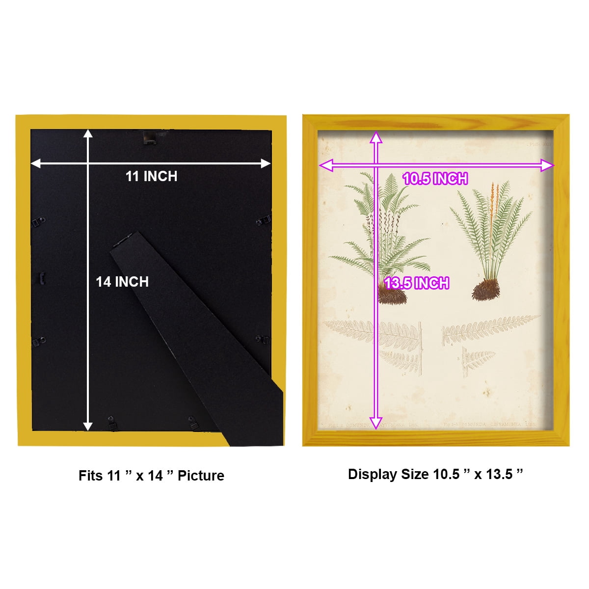 Fern Study III -Framed Print w/glass-Sunflower Yellow