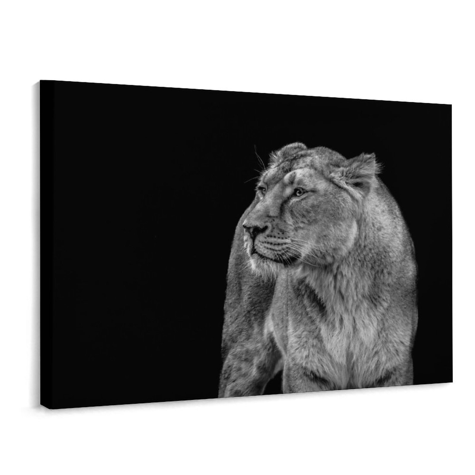 AIKELAN Framed Animals Canvas Wall Art Black and White Background