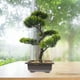 thumbnail image 4 of WORGEOUS Artificial Bonsai Pine Tree Faux Faux en maceta Display de escritorio de la planta, 4 of 7