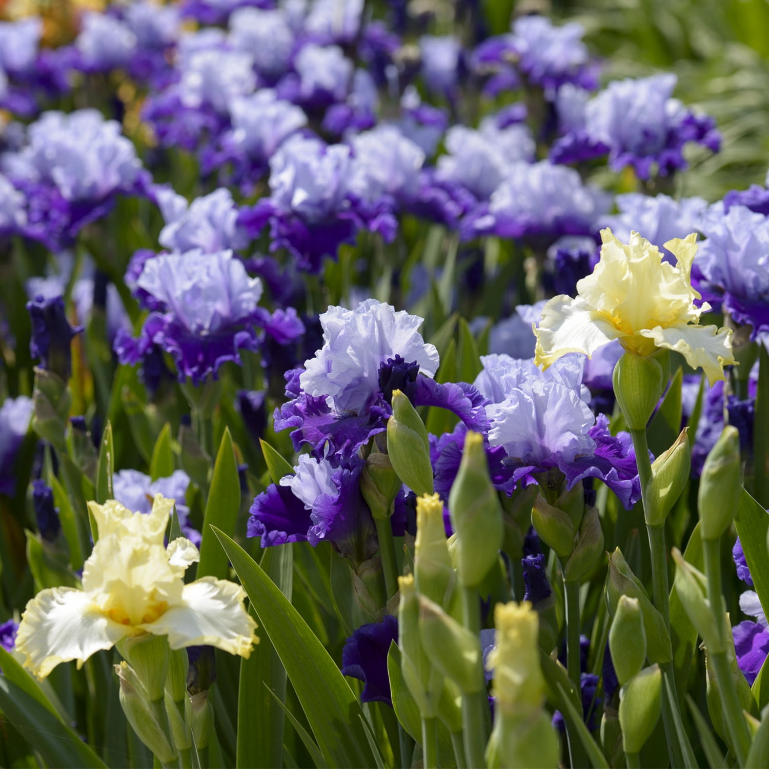 Expert Gardener Bearded Iris Dangerous Mood Plant Bulbs (1 Dormant Bulb)