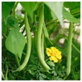 thumbnail image 2 of Everwilde Farms - 1 oz Provider Green Bush Bean Seeds - Gold Vault Bulk Seed Packet, 2 of 2