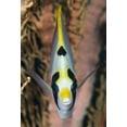 thumbnail image 2 of Shimlock, Jones 23x32 White Modern Wood Framed Museum Art Print Titled - Indonesia, Raja Ampat Masked butterflyfish, 2 of 4