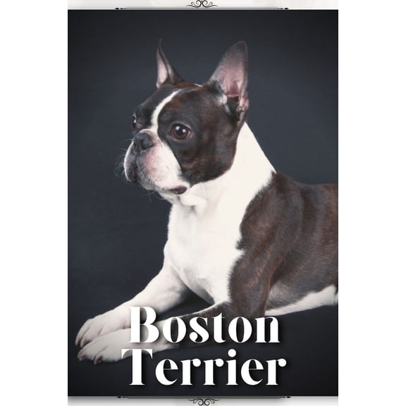 Boston Terrier: Dog breed overview and guide (Paperback) by Nina Pustova