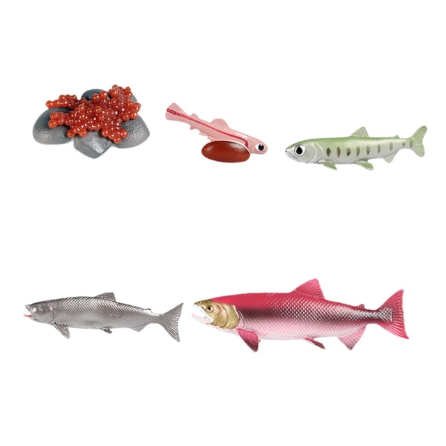 Ciclo de vida de los juguetes del salmón Hugo modelo de biología educativa Rosa