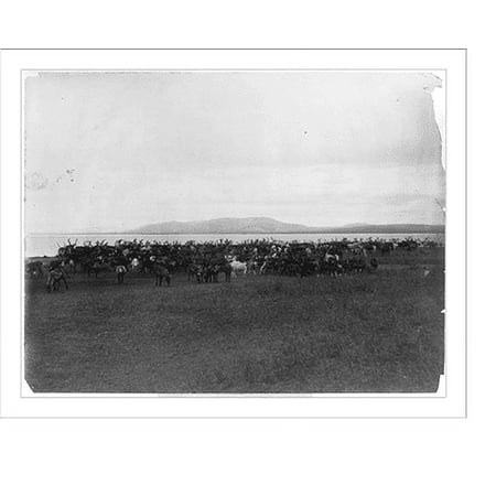 Historic Print, [Nome (and vicinity), Alaska, 1900]: Herd of reindeer, 16" x 20"