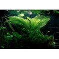 thumbnail image 3 of Madagascar Lace Bulb - Aponogeton madagascariensis, 3 of 4