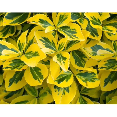 Classy Groundcovers, Euonymus fortunei 'Green 'N Gold', Euonymus fortunei radicans, Euonymus japonicus Gracilis (flat of 18 Pots, 3 1/2 inch square)