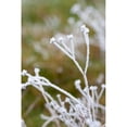 thumbnail image 3 of Berzel, Erin 11x14 Black Modern Framed Museum Art Print Titled - Winter Frost II, 3 of 5