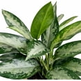 thumbnail image 2 of Aglaonema Silver Bay Live Indoor Plant in 6 Inch Pot, Chinese Evergreen Houseplant, Easy Care Low Light Tropical Plant for Home and Office, 2 of 5