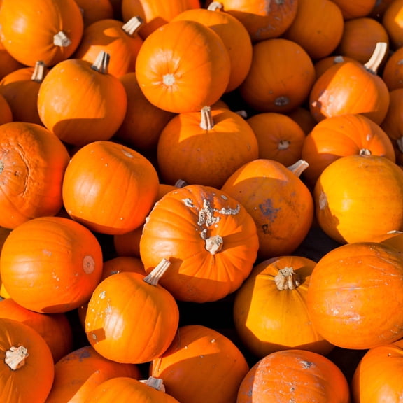 40 Seeds SMALL SUGAR PUMPKIN Orange Pie or Carving Cucurbita Pepo Vegetable Seeds