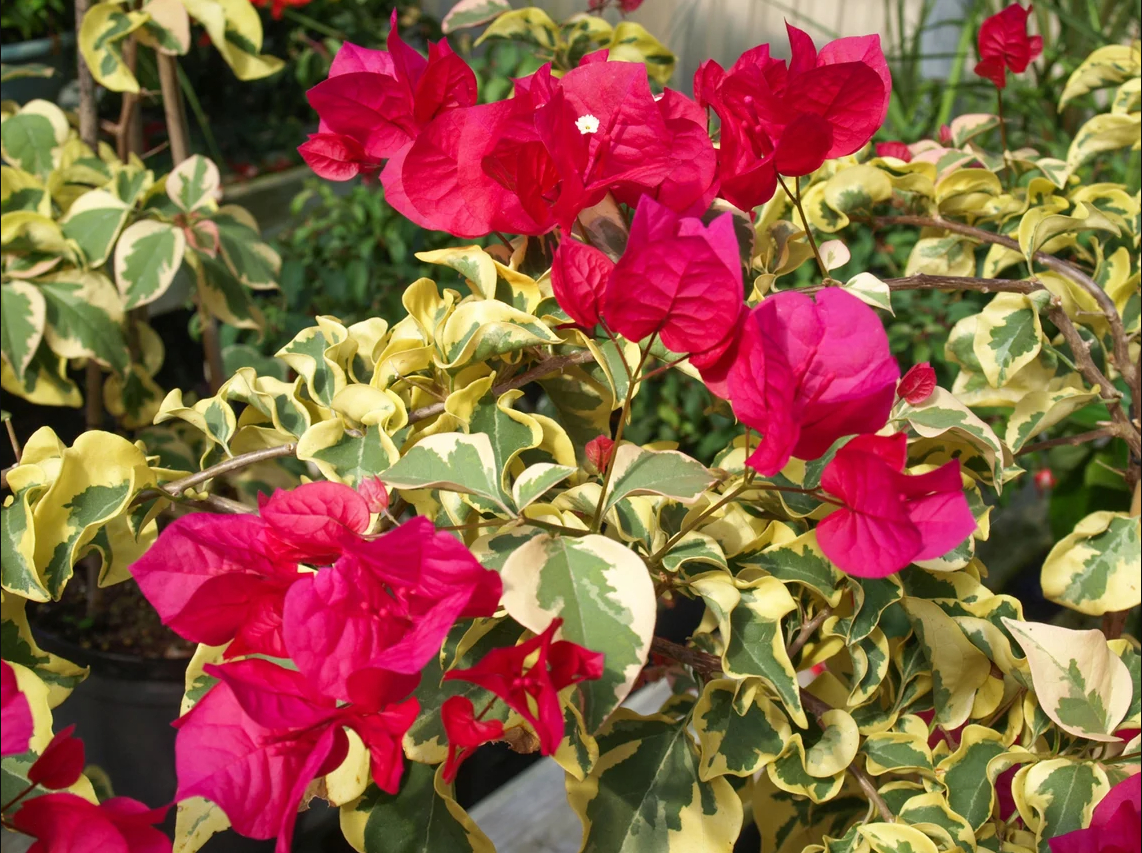 Set 2 Raspberry Ice Bougainvillea Live Starter Plants for Planting, Pink Bougainvillea Plants, Well Rooted, 4 to 6 Inch Tall, Ship No Pot