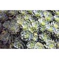 thumbnail image 2 of Blue Carpet Sedum - Stonecrop Purple Form - Loves the Sun - Quart Pot, 2 of 4