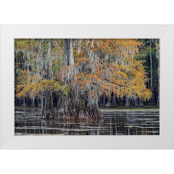 Jones, Adam 14x11 White Modern Wood Framed Museum Art Print Titled - Bald cypress trees in autumn Caddo Lake-Uncertain-Texas
