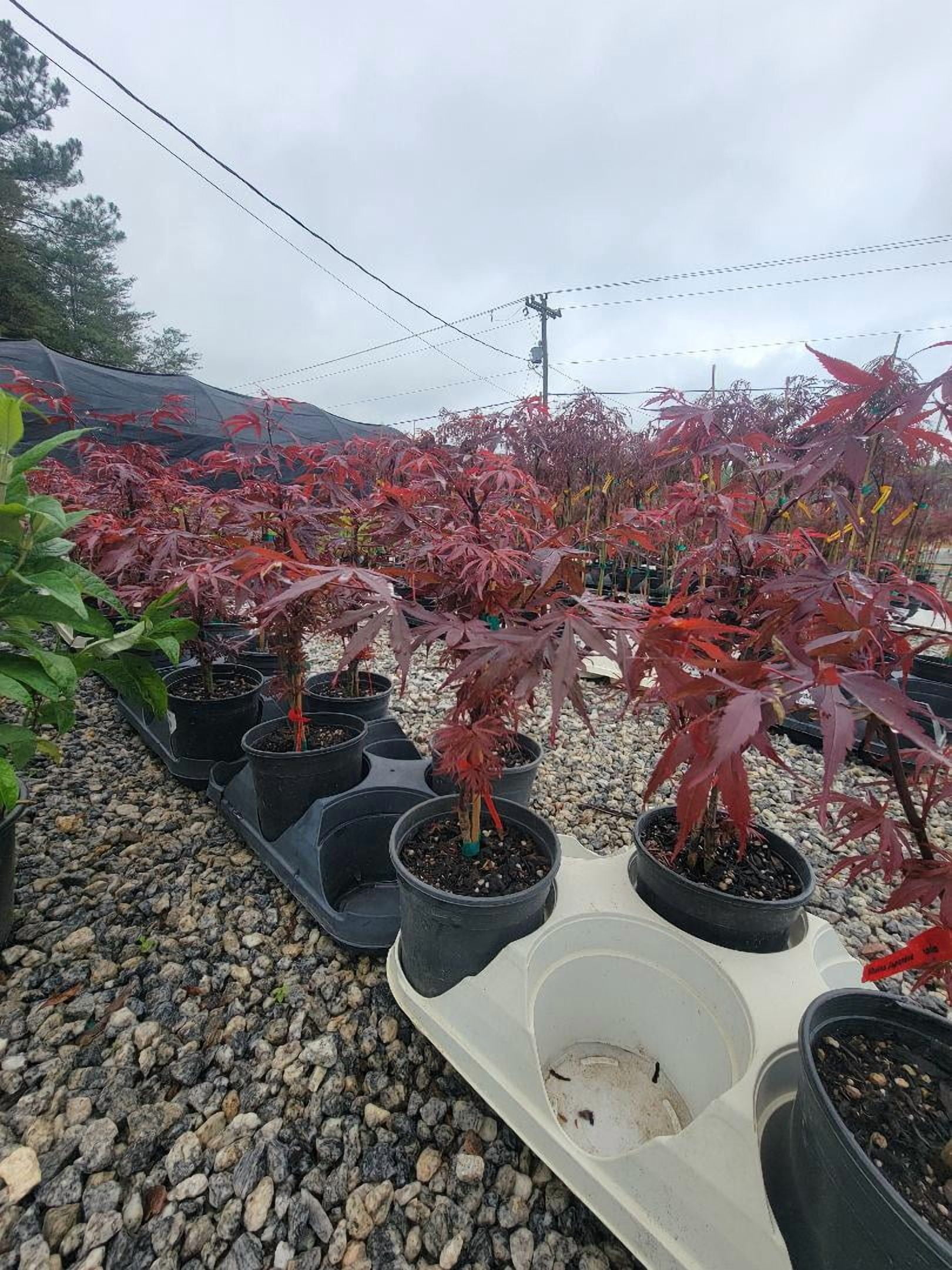 Shaina Dwarf Japanese Maple - Live Plant - ( 2.5 QT )
