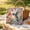 D, variant on Animal Pearl Art DIY Craft Kit 5D Diamond Painting for Adults Beginner, Handmade Pearl Beads Diamond Dots Painting Gem Sparkling Horse Home Wall Decoration
