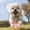 Pink, variant on 4-Pack Breathable Mesh Dog Booties, Reflective Adjustable Strap Rubber Sole Pet Shoes, Heatproof Summer Paw Protector, For Small Medium Dog Cat Outdoor Walking-Size S(Orange)