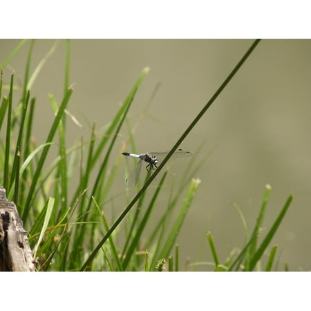 Hungarian Water - LAMINATED POSTER Dragonfly VÃzközel Summer Hungary Water Lake Poster 24x36 Decal