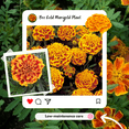 thumbnail image 3 of Bee Gold Marigold Plant in Pot, Ideal for Indoor and Outdoor Spaces, 3-5 Inches Tall, 3 of 6
