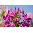 thumbnail image 2 of 200 CHERRY QUEEN CLEOME Spinosa Hassleriana Carmine Rose Spider Flower Seeds, 2 of 9