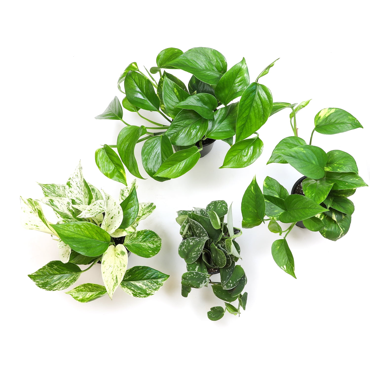 Element Live Pothos Houseplants, Easy Care Plant Variety Pack, 4.25in Pots, Indirect Sun
