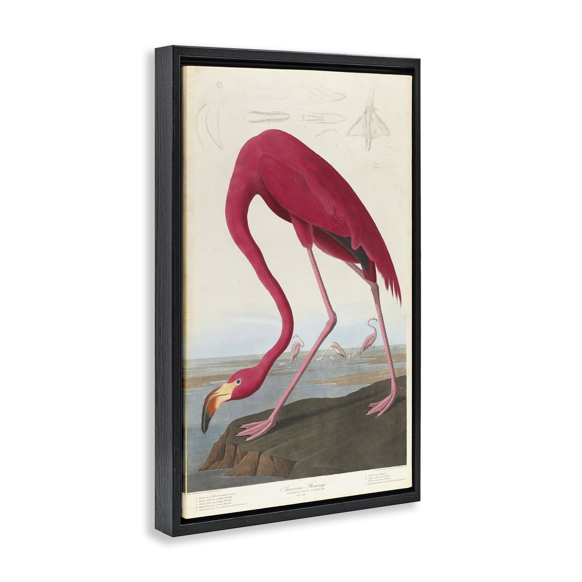Stupell Industries Classic American Flamingo Animals Painting Black Floater Framed Canvas Art Print Wall Art, 21 x 31