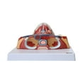 thumbnail image 4 of Axis Scientific Human Neck and Throat Anatomy Model | Life-Size Anatomical Model with Muscles, Arteries, Veins, Cartilage, and Bones | Includes Base and Full-Color Product Manual, 4 of 5