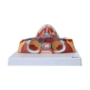 Axis Scientific Human Neck and Throat Anatomy Model | Life-Size Anatomical Model with Muscles, Arteries, Veins, Cartilage, and Bones | Includes Base -Color Product Manual