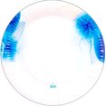 thumbnail image 2 of 24 Pz Plato Desechable De Cartón Decorativo Premium Loto Azul 9 pulgadas, 2 of 5