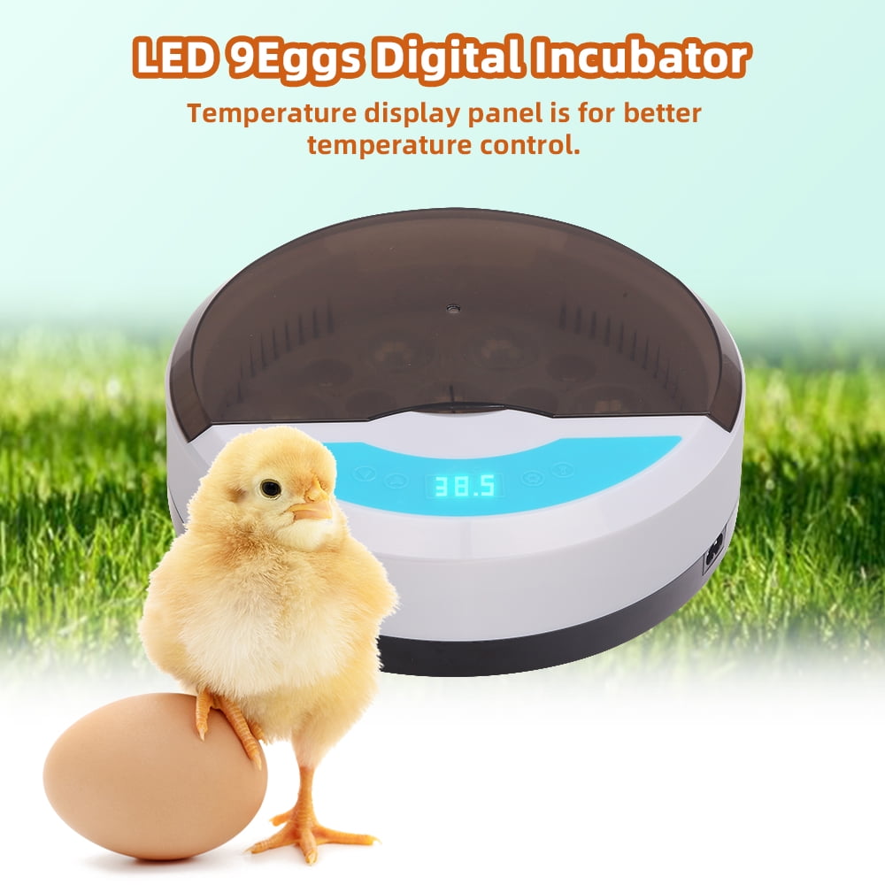 magicfly egg incubator magicfly egg incubator
