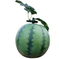 thumbnail image 3 of Miangastore Simulation Watermelon Photography Prop Artificial Watermelon Lifelike Fruit Decoration, 3 of 8